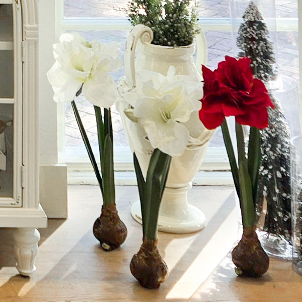 Standing Amaryllis with Bulb Floral Arrangement | The Shops at Colonial Williamsburg