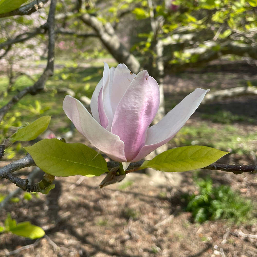 Japanese Magnolia Tree Branch 20" | The Shops at Colonial Williamsburg