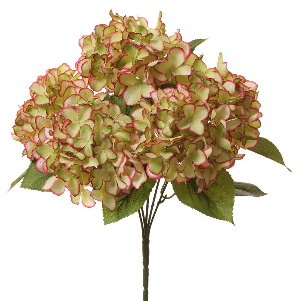 Cream & Pink Hydrangea Flower Bush 18