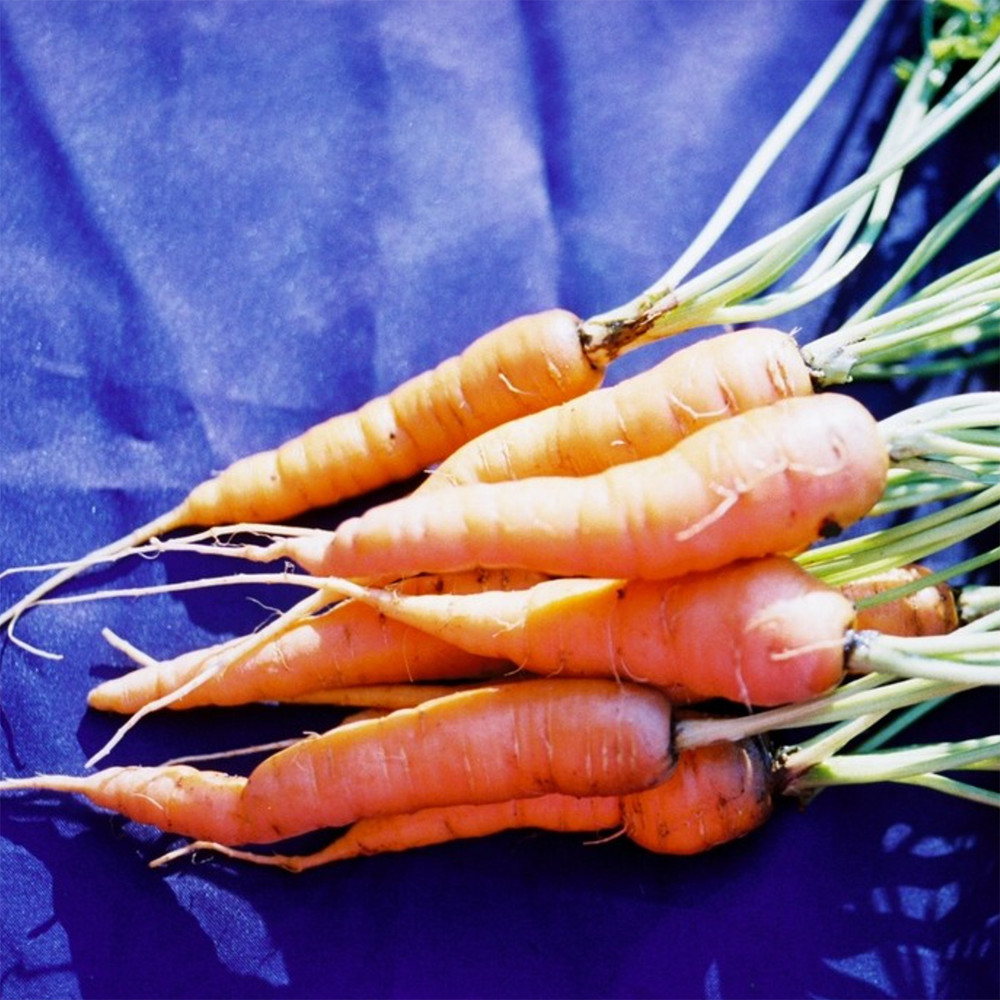 Heirloom Carrot Seeds (Danvers Half Long) | The Shops at Colonial Williamsburg