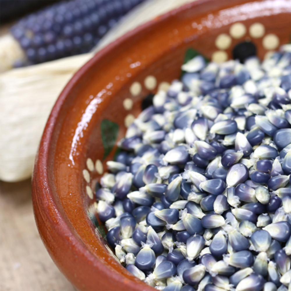 Heirloom Ornamental Meal Corn - Blue Hopi Corn Seeds | The Shops at Colonial Williamsburg