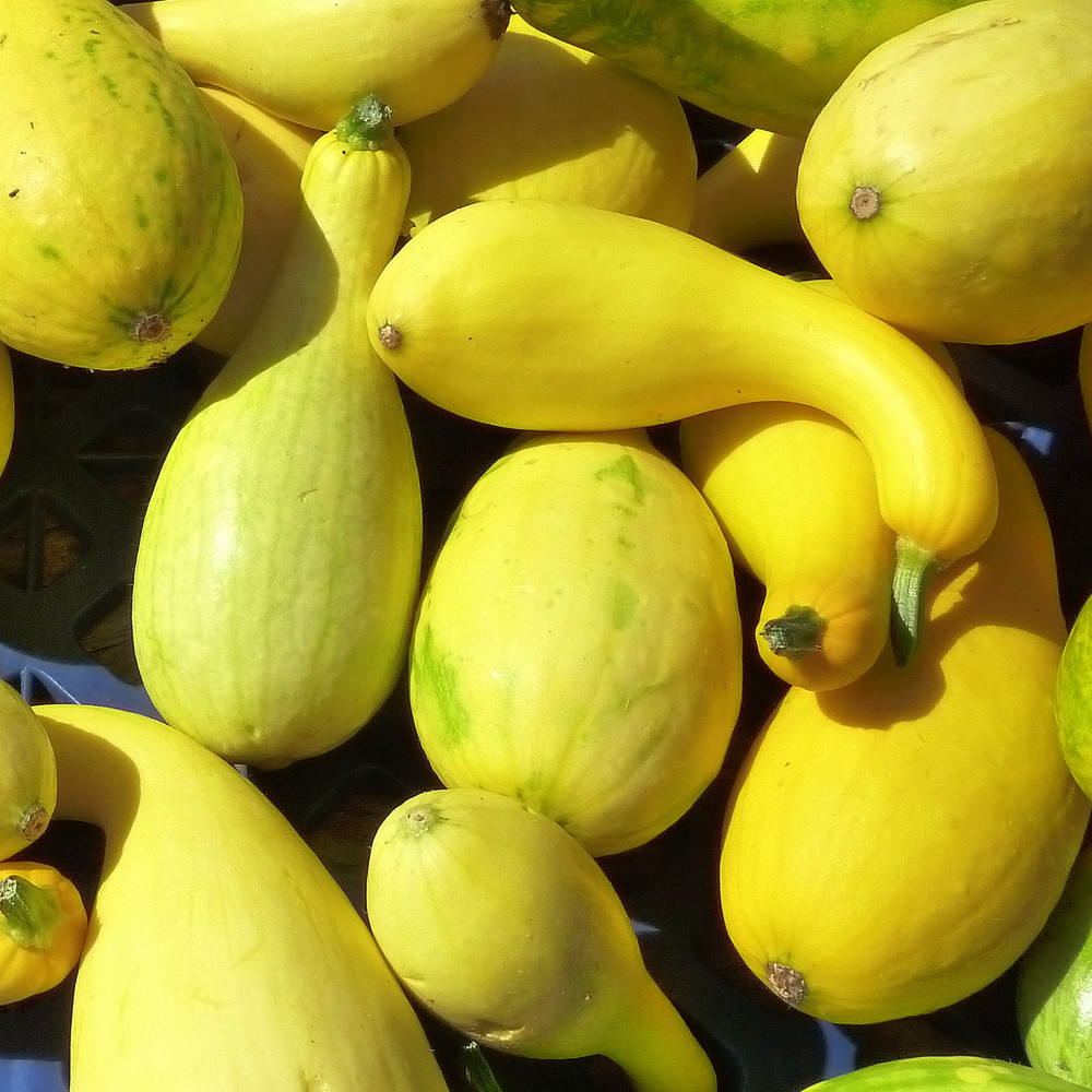 Heirloom Summer Squash Seeds | The Shops at Colonial Williamsburg