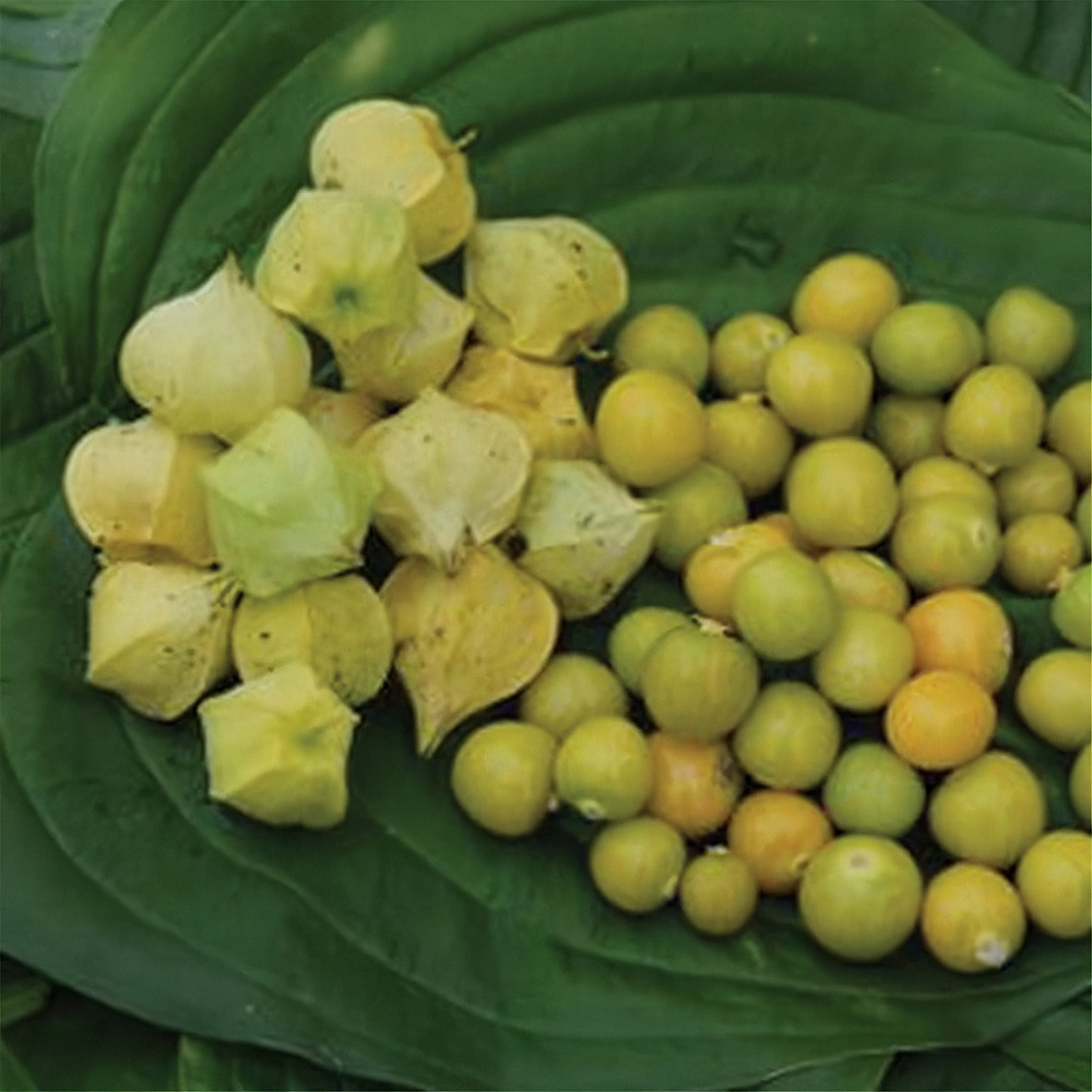Heirloom Tomatillo Seeds