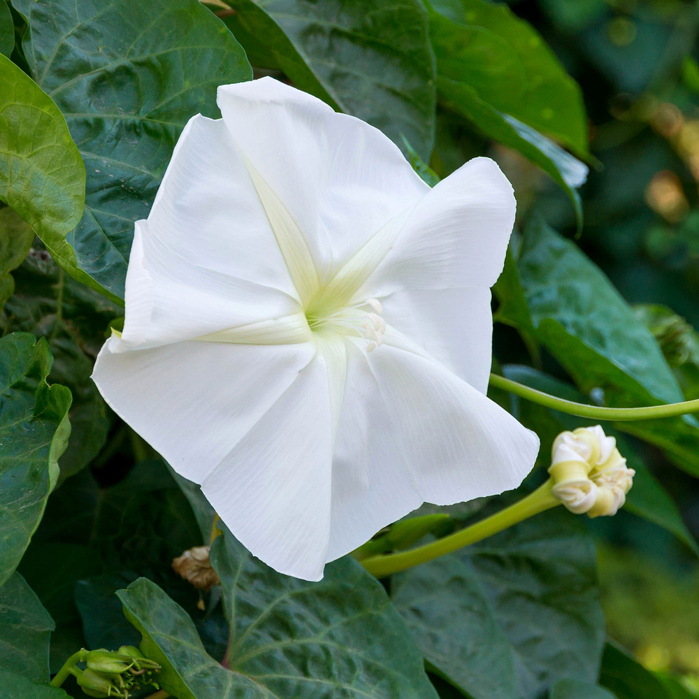 Caithness MOONFLOWER 月の花 スコットランド製 ケイスネス 120988_sp26-00B__91226.