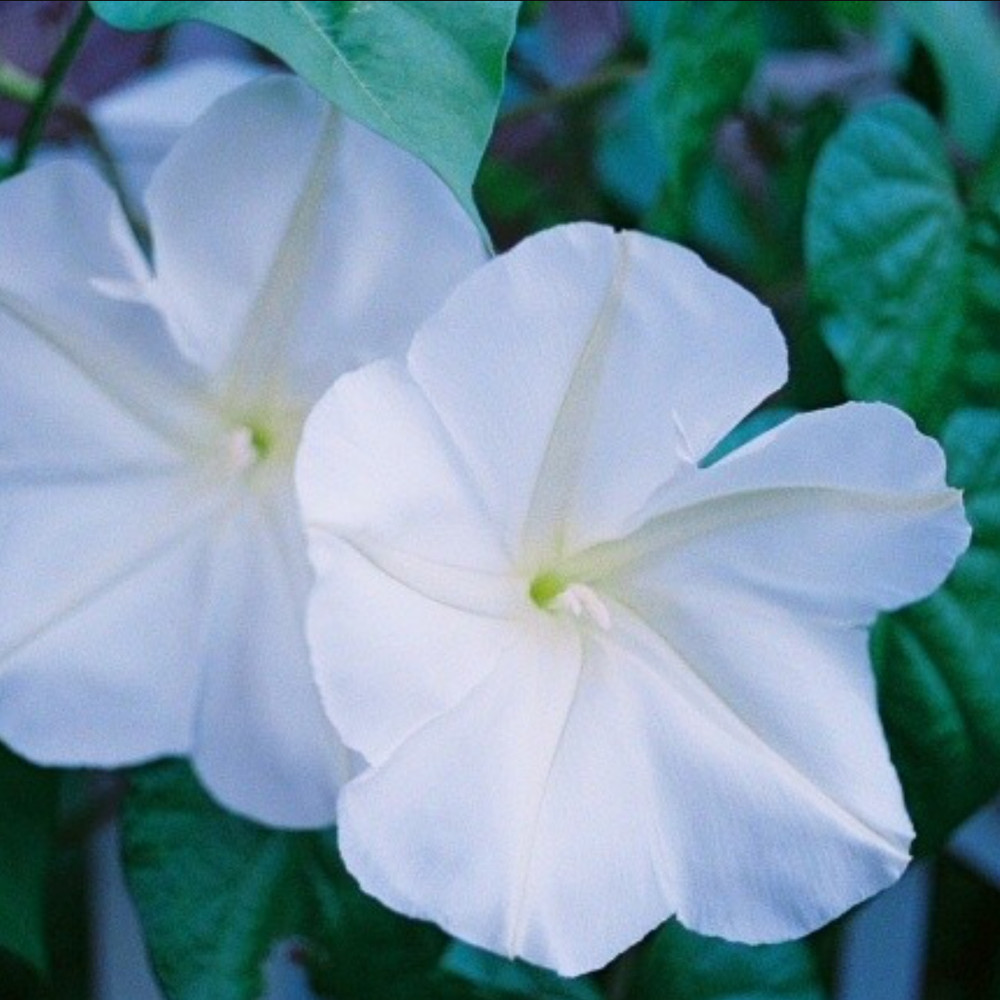 Heirloom Moonflower Seeds - Ornamental Vine