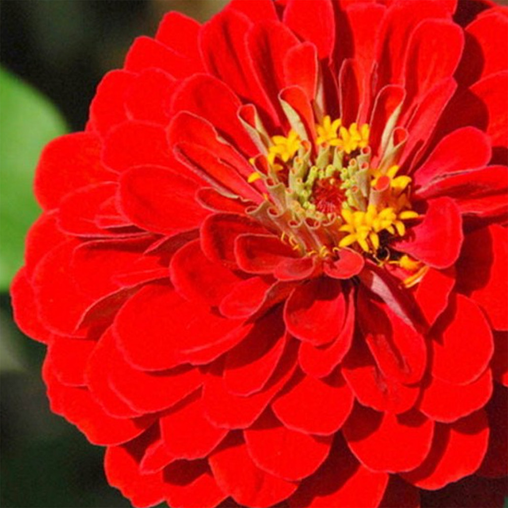 Heirloom Zinnia Seeds - Scarlet King (California Giant) | The Shops at Colonial Williamsburg