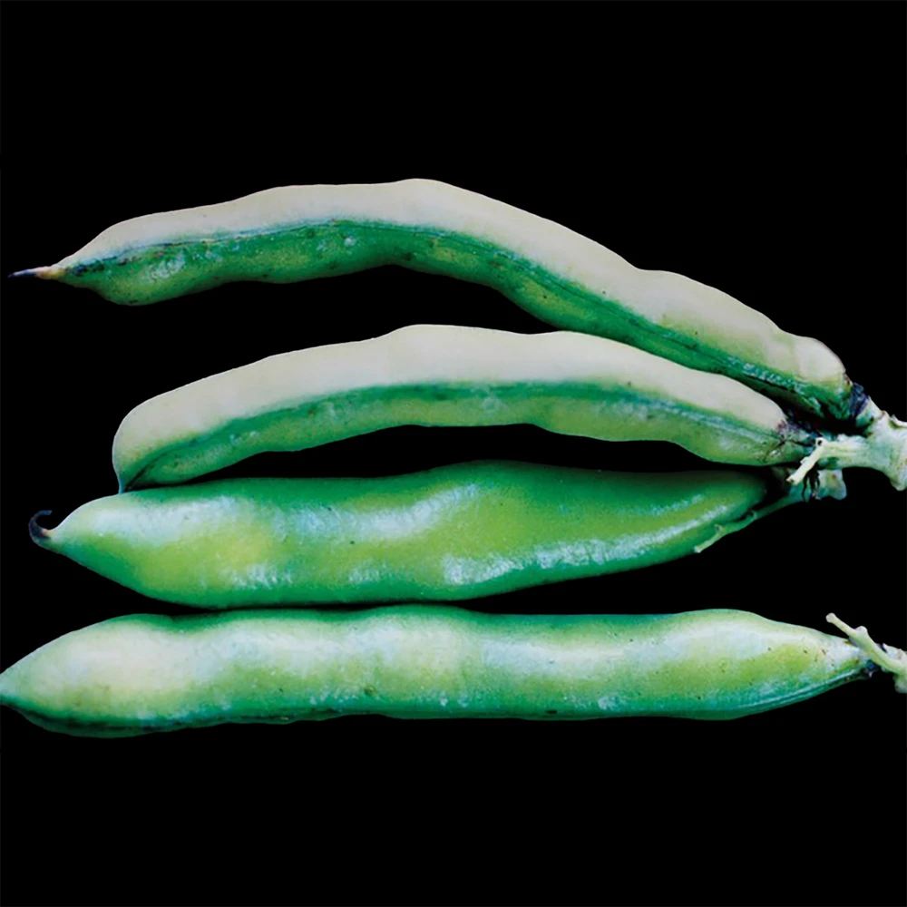 Heirloom Broad Bean Seeds - Windsor Fava | The Shops at Colonial Williamsburg