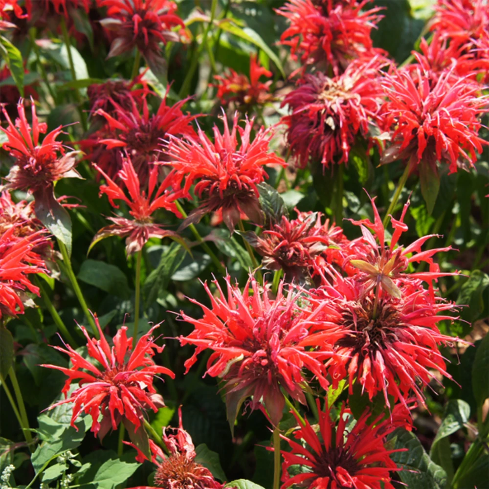 Heirloom Bee Balm Seeds | The Shops at Colonial Williamsburg