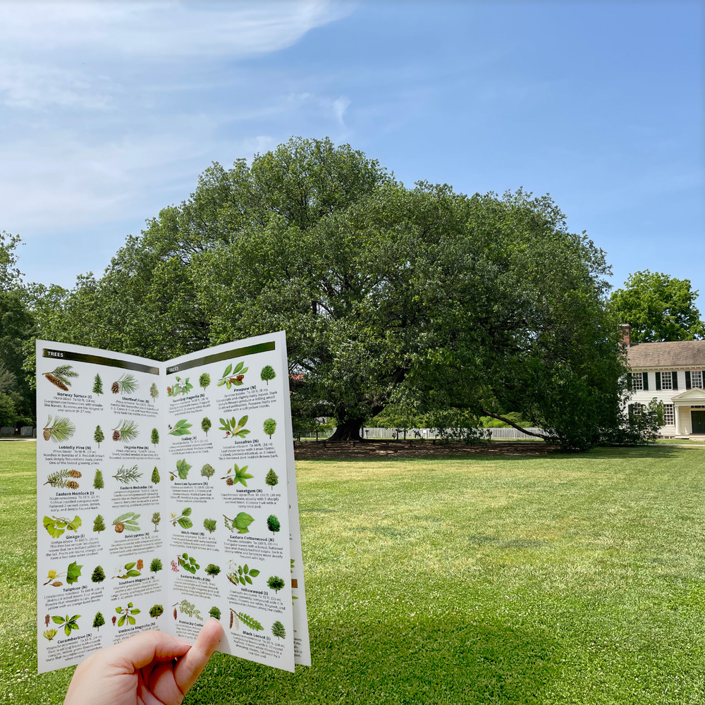 Plants of the Colonial Williamsburg Arboretum and Gardens Folding Pocket Guide | The Shops at Colonial Williamsburg