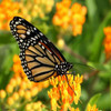Butterfly Weed Flower Seeds - flowering | The Shops at Colonial Williamsburg