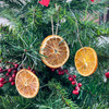 Preserved Orange Slice Ornaments | The Shops at Colonial Williamsburg