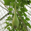 Dipper Gourd Vegetable Seeds | The Shops at Colonial Williamsburg