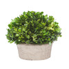 Potted Faux Boxwood Plant Oval | The Shops at Colonial Williamsburg