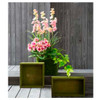 Pink Delphinium Bush - 24.5" | The Shops at Colonial Williamsburg