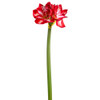 Red Variegated Amaryllis Flower Spray 27" | The Shops at Colonial Williamsburg Red Variegated Amaryllis Flower Spray 27" | The Shops at Colonial Williamsburg