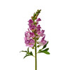 Snapdragon Flower Stems 23" - Fuchsia | The Shops at Colonial Williamsburg