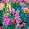 Snapdragon Flowers blooming in the Historic Area of Colonial Williamsburg | The Shops at Colonial Williamsburg
