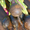 Heirloom Radish Seeds - Round Black Spanish | The Shops at Colonial Williamsburg