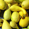 Heirloom Summer Squash Seeds | The Shops at Colonial Williamsburg