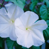 Heirloom Moonflower Seeds - Ornamental Vine | The Shops at Colonial Williamsburg