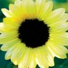 Heirloom Sunflower Seeds - Vanilla Ice (Lemon Queen) | The Shops at Colonial Williamsburg