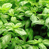Heirloom Basil Herb Seeds - Genovese | The Shops at Colonial Williamsburg