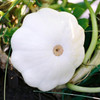 Heirloom Summer Squash Seeds - Early White Bush Scallop (Pattypan) | The Shops at Colonial Williamsburg