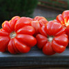 Heirloom Tomato Seeds - Costeluto Genovese (Slicing Tomato) | The Shops at Colonial Williamsburg