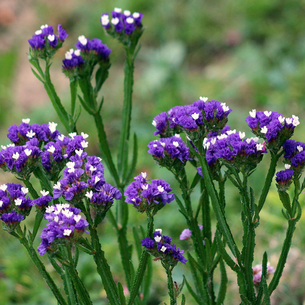 sea＊flowerページ Amazon.com: Blue Sea Flowers Wall Art Sea Beach Canvas Art