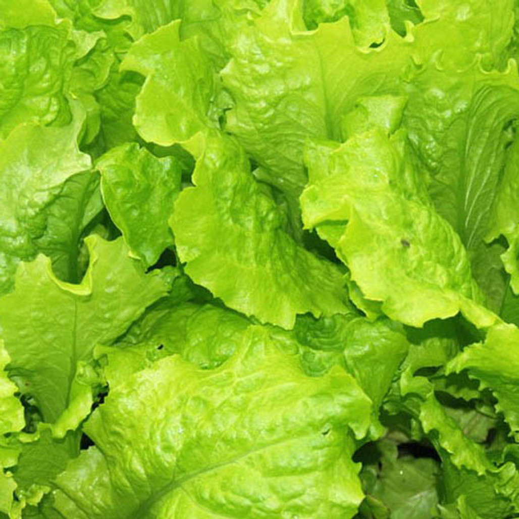 Black Seeded Simpson Lettuce Vegetable Seeds