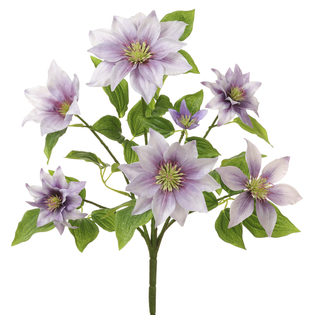 light purple clematis