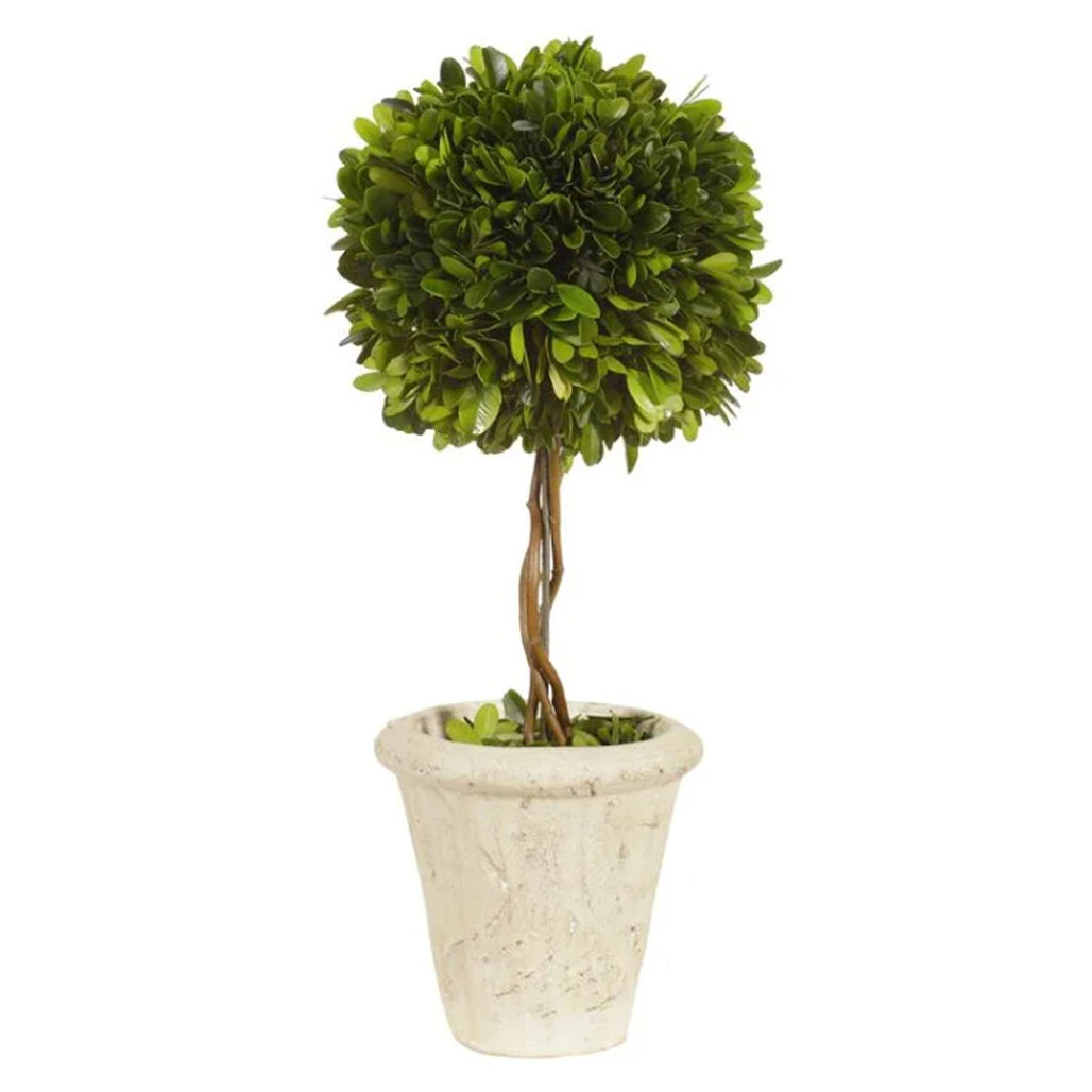 Boxwood Topiary 16" | The Shops at Colonial Williamsburg