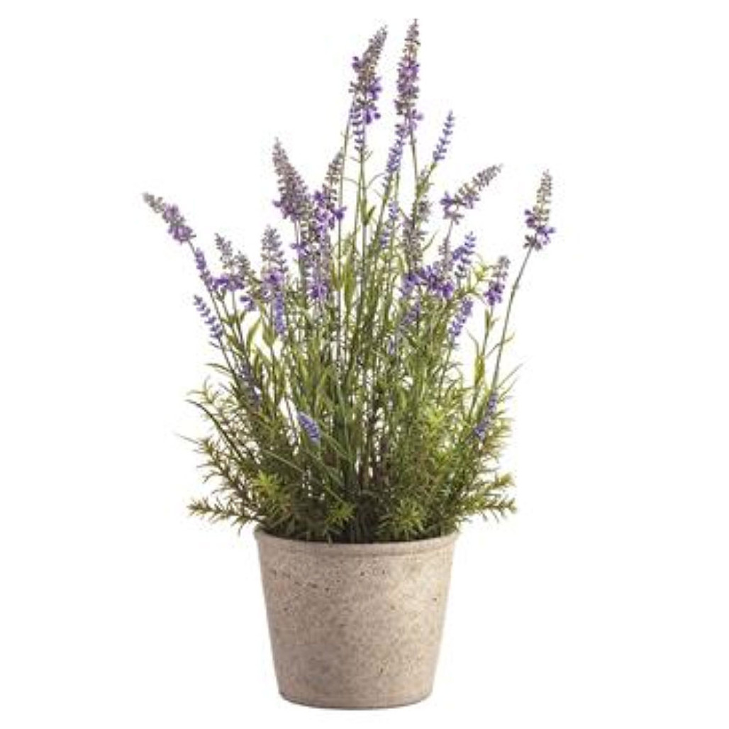 Potted Lavender Arrangement | The Shops at Colonial Williamsburg