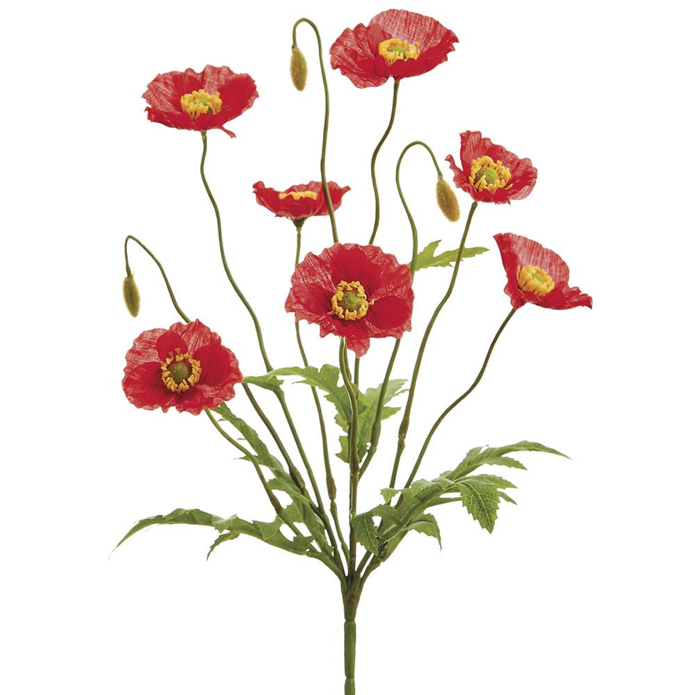 Poppy Flower Bush 15