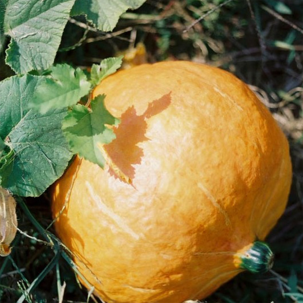 Heirloom Pumpkin Seeds - Boston Marrow | The Shops at Colonial Williamsburg