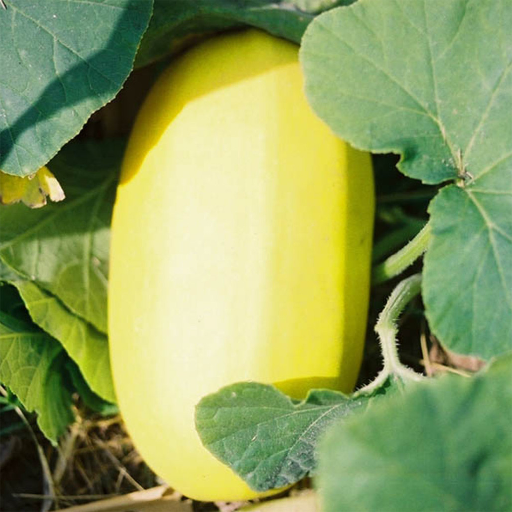 Heirloom Winter Squash Seeds (Spaghetti Squash) | The Shops at Colonial Williamsburg