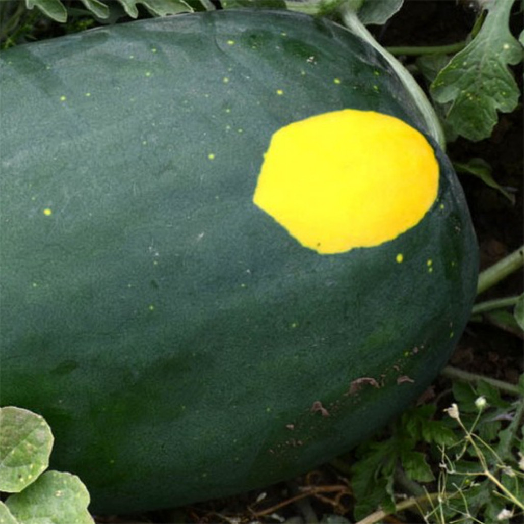 Heirloom Watermelon Seeds - Moon and Stars | The Shops at Colonial Williamsburg