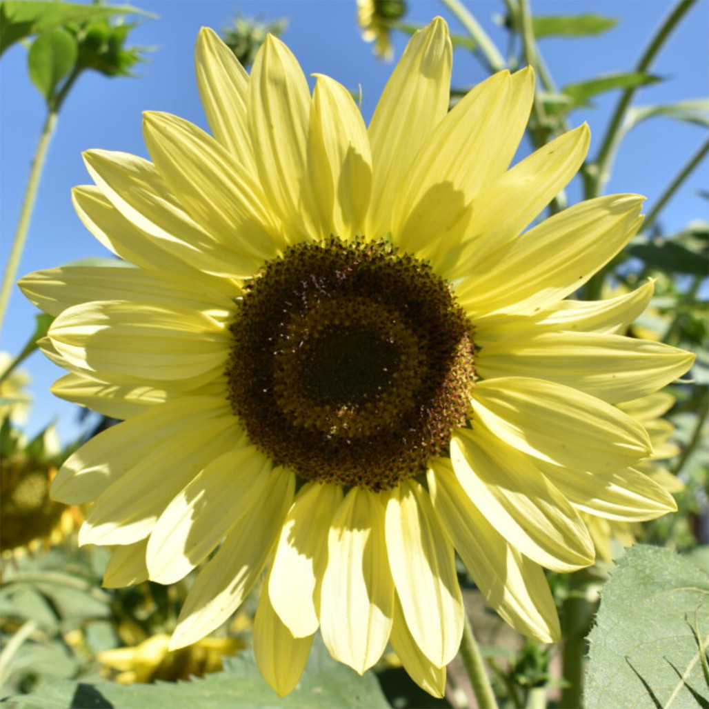 Heirloom Sunflower Seeds - Vanilla Ice (Lemon Queen)