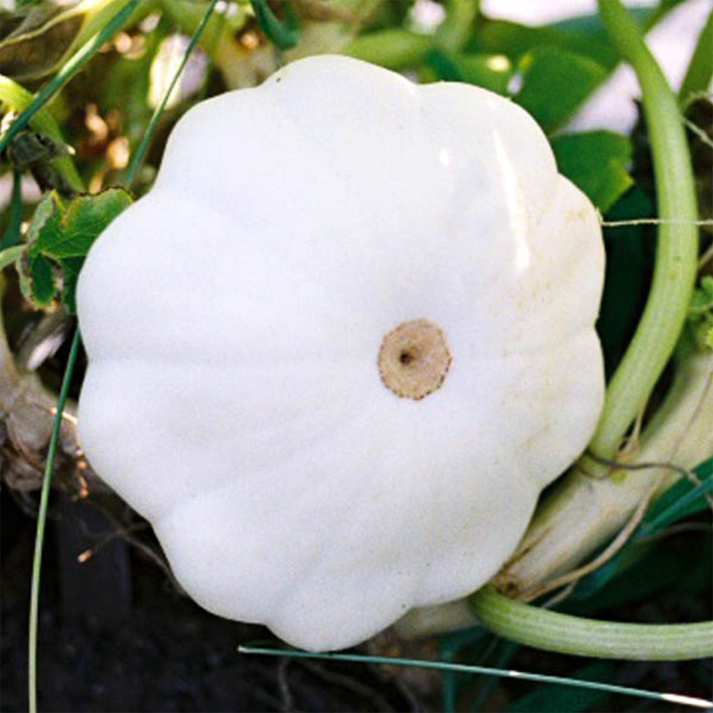 Heirloom Summer Squash Seeds (Early White Bush Scallop - Pattypan) | The Shops at Colonial Williamsburg