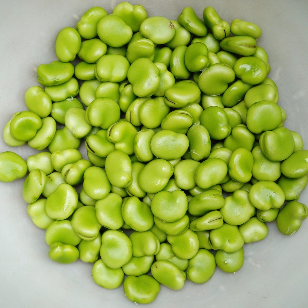 Heirloom Broad Bean Seeds - Windsor Fava | The Shops at Colonial Williamsburg