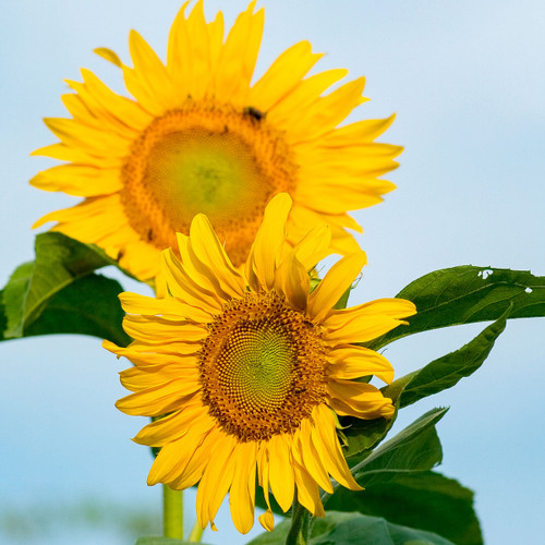 Common Sunflower Flower Seeds | The Shops at Colonial Williamsburg