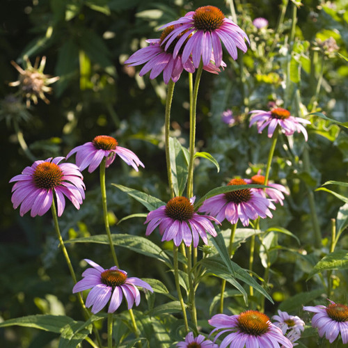 Purple Coneflower Flower Seeds - heirloom seeds for your garden from the Colonial Williamsburg seed collection | The Shops at Colonial Williamsburg