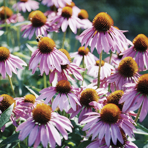 Purple Coneflower Flower Seeds - heirloom seeds for your garden from the Colonial Williamsburg seed collection | The Shops at Colonial Williamsburg