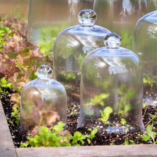 Cloche Glass Bell Jar Collection | The Shops at Colonial Williamsburg