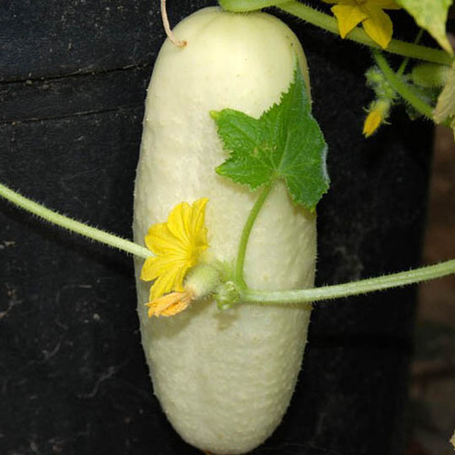 White Wonder Cucumber Vegetable Seeds | The Shops at Colonial Williamsburg