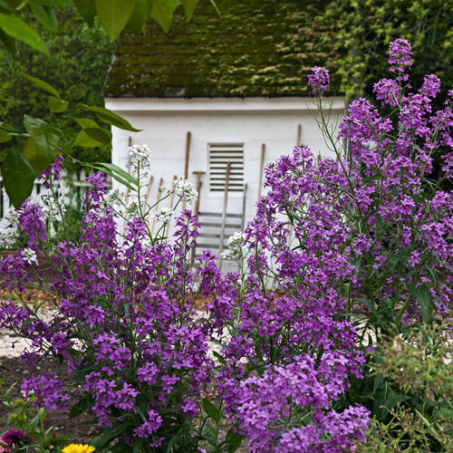 Rocket Larkspur Flower Seeds | The Shops at Colonial Williamsburg