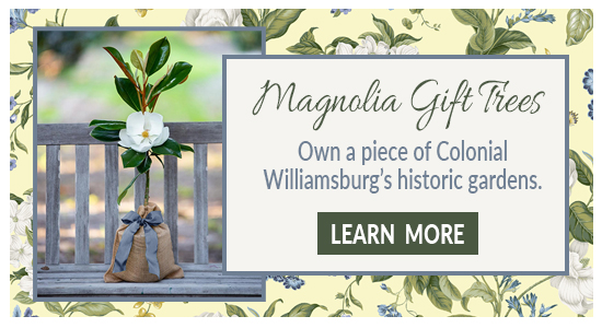 Magnolia Gift Trees - Own a piece of Colonial Williamsburg's historic gardens. Learn More