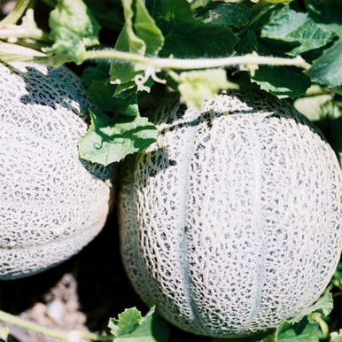 Heirloom Melon Seeds - Green Nutmeg