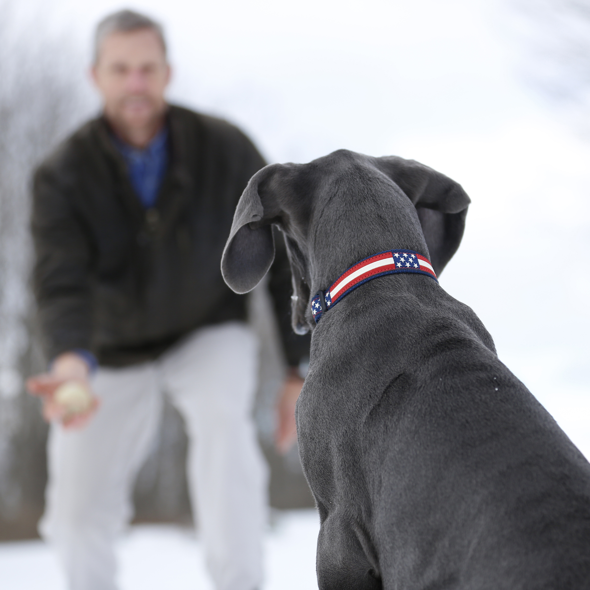 Duck Duck Goose Dog Collar  1 Inch by Belted Cow Company. Maine