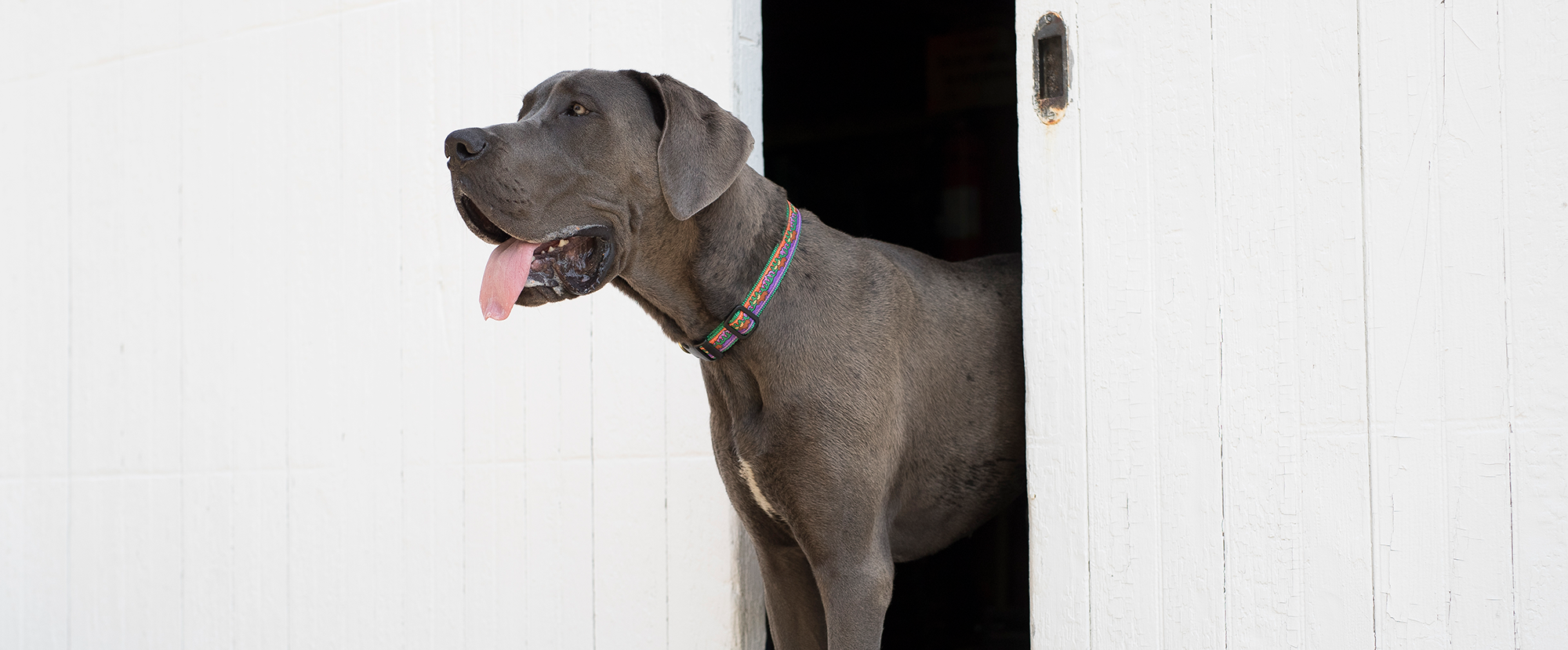 Pink and Blue Anchors Collar - Beach & Dog Co.